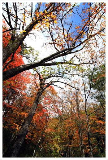 奥日光の紅葉